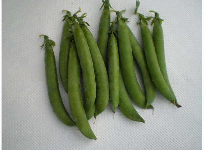 Семена гороха овощного Продиджи (100000 с.) Lark Seeds